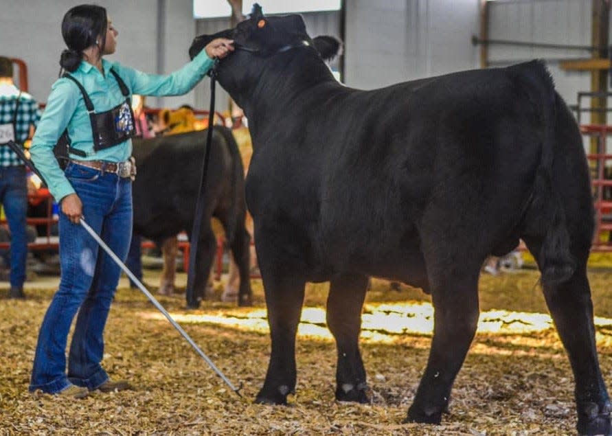 Callie Miller exhibits in the beef show at last year's Door County Fair. This year's fair, the 152nd annual, runs from Aug. 9 to 13.