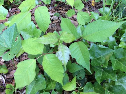 Poison ivy (Toxicodendron radicans)