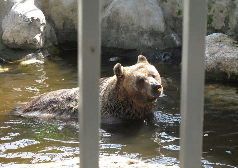 There are up to 250 bears roaming free in Albania's mountains, but another several dozen were taken from the wild as cubs