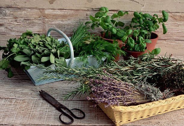 Grow These Plants at Home and Reap Their Healing Properties