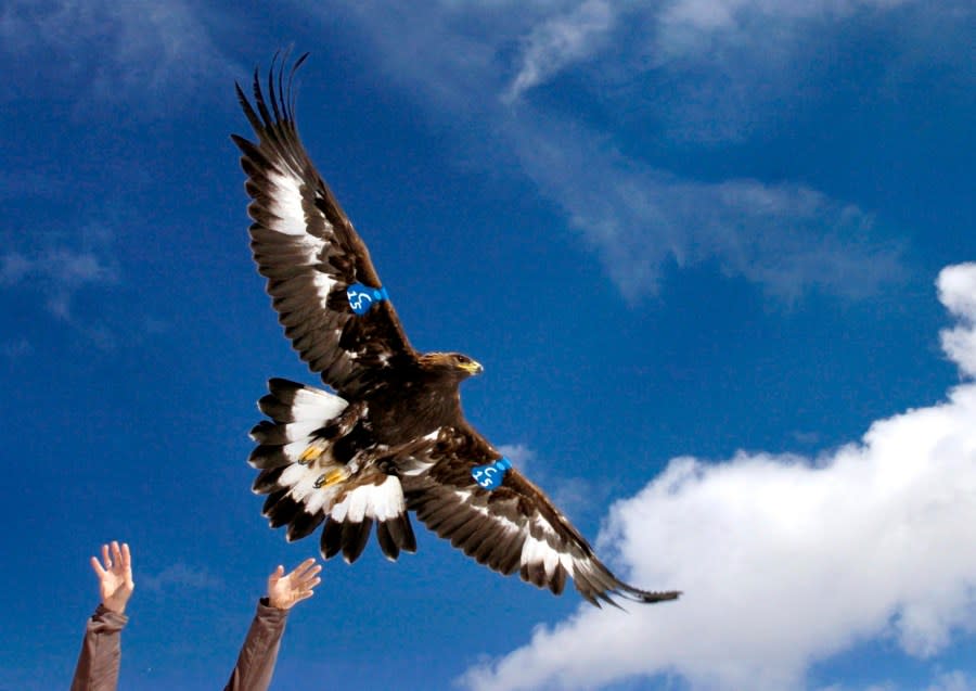 A young golden eagle is released above Rogers Pass by a wildlife biologist on Oct. 6, 2005, near Lincoln, Mont. A Washington state man accused of helping kill more than 3,000 birds including eagles on a Montana Indian reservation then illegally selling their parts intends to plead guilty to federal criminal charges. (Michael Gallacher/The Missoulian via AP, File)