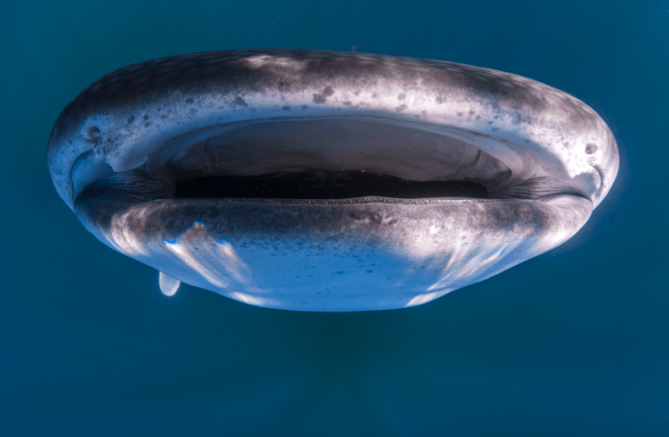 <em>The pictures captures the gaping abyss of the whale shark’s giant mouth (SWNS)</em>