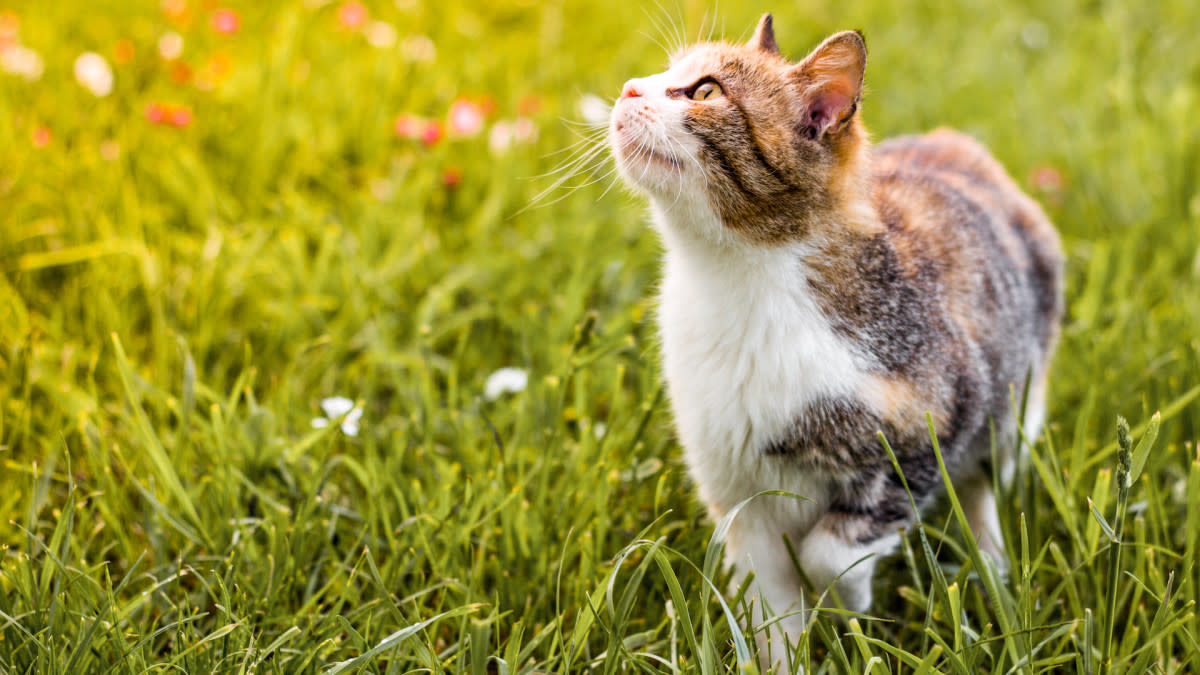 Cat Enjoys Exploring the Outdoors with Pitbull Sisters