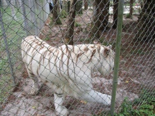 An employee at Kowiachobee Animal Preserve faces a legal trouble after authorities say she allowed several relatives to access an enclosure with two tigers and pet them, captured in a social media video that went viral.