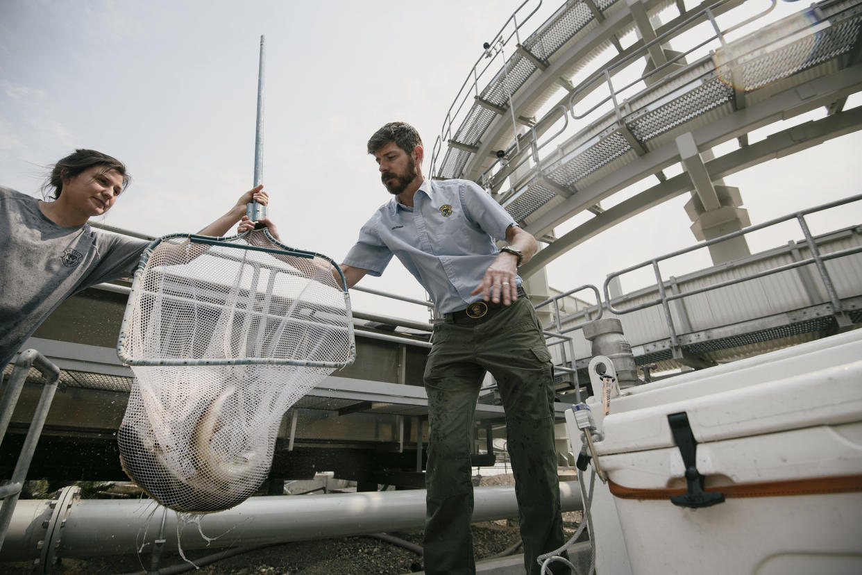 Sockeye salmon, trapped at Lower Granite dam near Lewiston, are transferred to an Idaho Fish and game biologist for a transfer to the hatchery in Boise.