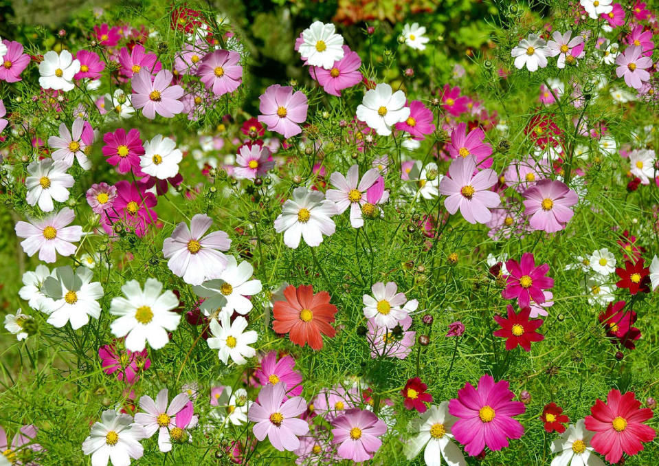 (Photo Credit: avatarov2012@pixabay.com, License CC0，圖片來源：https://pixabay.com/zh/photos/flowers-cosmos-flowers-summer-5399480/)