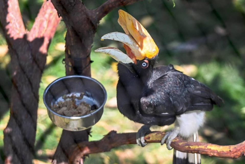 A rhinoceros hornbill has some lunch while enjoying its new exhibit inside the new Kingdoms of Asia section of the Fresno Chaffee Zoo that opened to the public on Saturday, June 3, 2023. CRAIG KOHLRUSS/ckohlruss@fresnobee.com