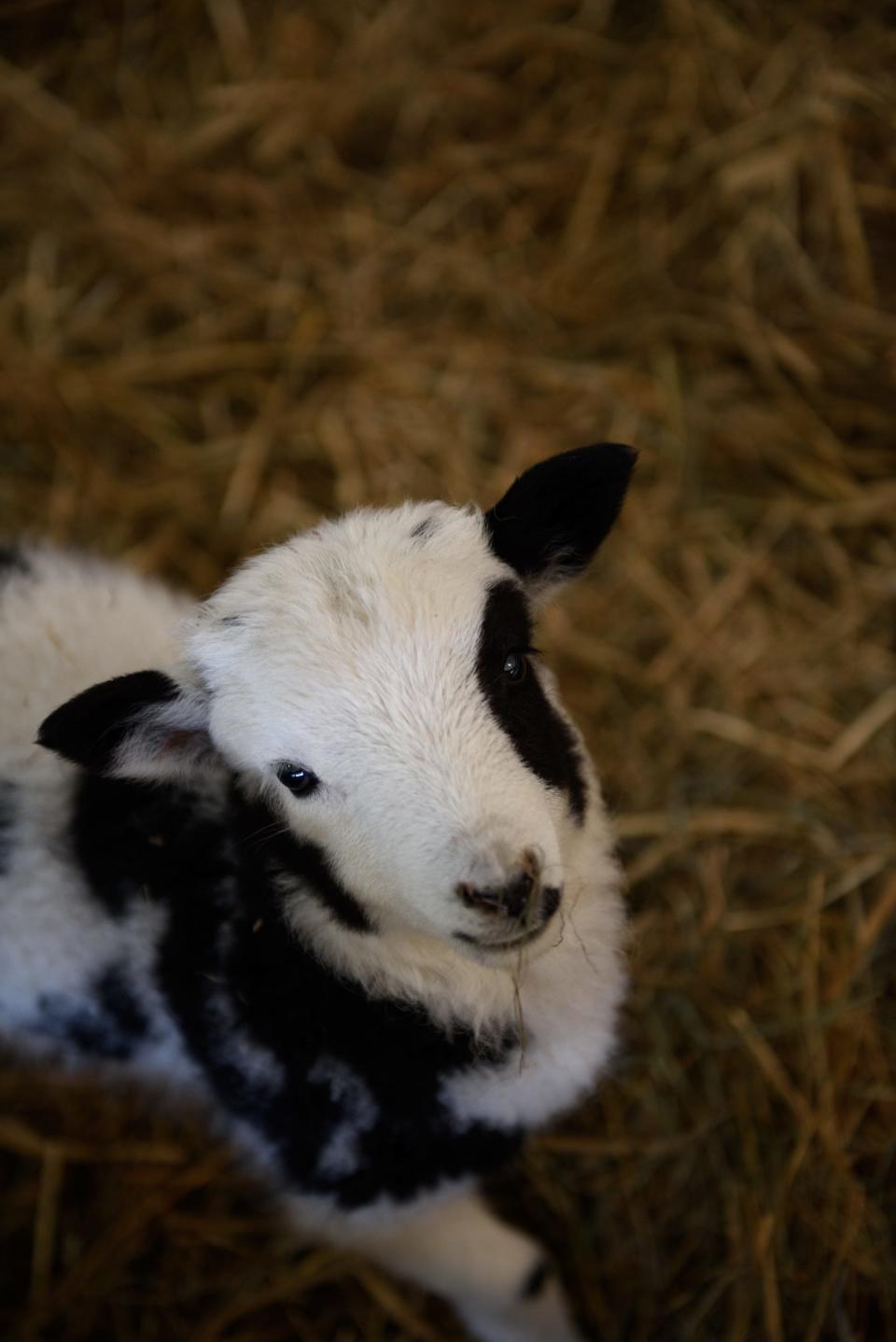 Jacob sheep will be part of the Baby Animals: Heritage Breeds at the Banke event in Portsmouth.