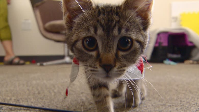 Feline fans have claw-some time at Edmonton cat festival