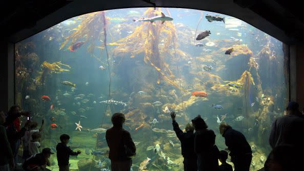 california academy of sciences aquarium in san francisco photography by epkvisioncom these are examples of some of the work done by reynolds polymer in grand junction