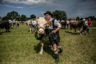 <p>Participants wearing traditional Bavarian lederhosen arrive for competing in the 2016 Muensing Oxen Race (Muensinger Ochsenrennen) on August 28, 2016 in Muensing, Germany. (Photo: Matej Divizna/Getty Images)</p>