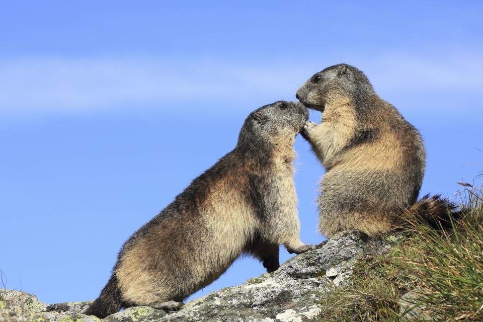 PIC BY STEFAN MEYERS / ARDEA / CATERS NEWS - (Pictured Alpine marmots kissing) - From a loving look to an affectionate nuzzle, these are the charming images of cute creatures cosying up for Valentines Day. And as the heart-warming pictures show the animal kingdom can be just as romantic as us humans when it comes to celebrating the big day.