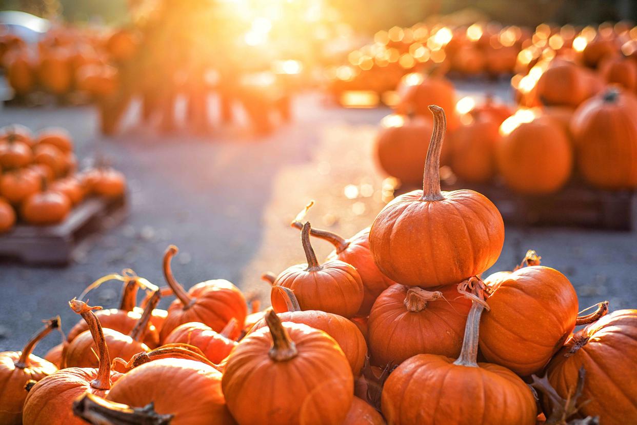 Der Kürbis ist im Herbst ein absolutes Must. (Bild: Natalia Ganelin/Getty Images)