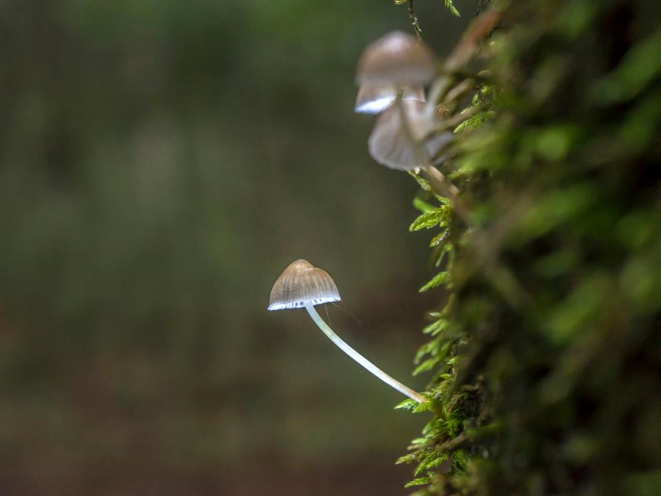 A glimmer of hope? A compound found in magic mushrooms has had a "significant" positive impact on the lives of cancer sufferers in a long-term US study: Getty