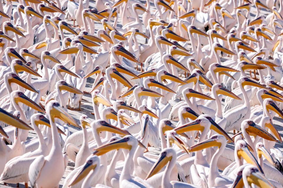 Migrating Great White pelicans gather at a water reservoir in Mishmar Hasharon, central Israel November 8, 2021. REUTERS/Amir Cohen     TPX IMAGES OF THE DAY