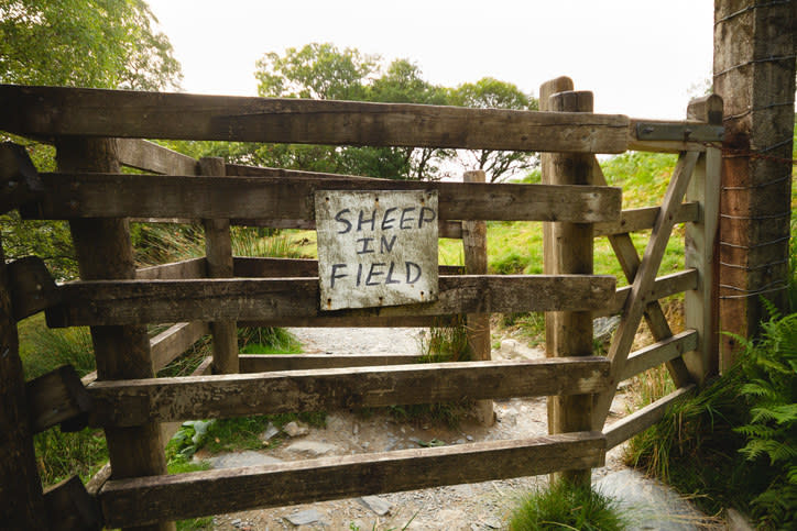 a farm gate that's closed to keep the sheep in the field
