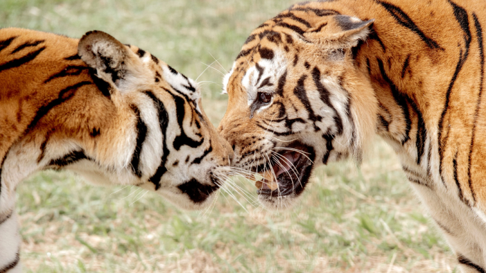 Two tigers from Argentina after their release at a big cat sanctuary in Bethlehem, Free State, South Africa - Saturday 12 March 2022