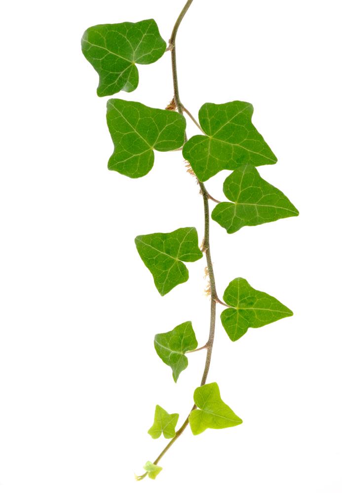 A branch of ivy on a white background