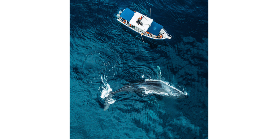 Onca Exploraciones documenta un encuentro cercano con una pareja de ballenas jorobadas muy curiosas y juguetonas. Los datos que se recolectan incluyen hora, posición geográfica, características de la agrupación y ballenas individuales. (Foto: Rafael Narval)