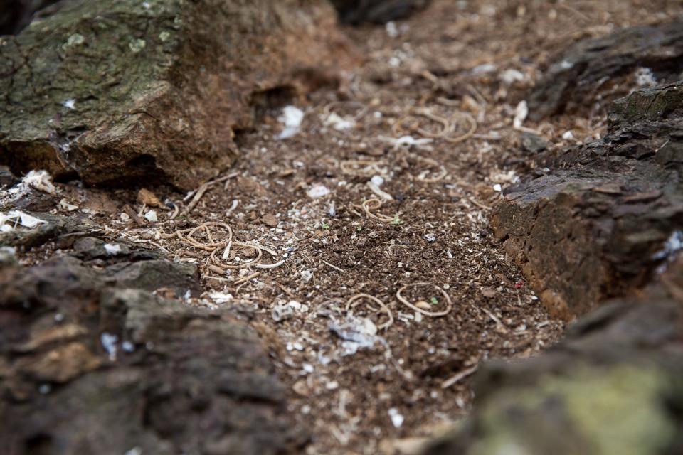 Disintegrating elastic bands on Mullion Island (PA)