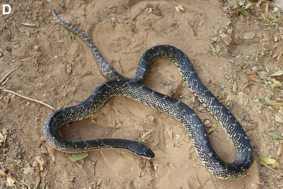 Una serpiente rata de Levante en cautividad fotografiada en 2019.