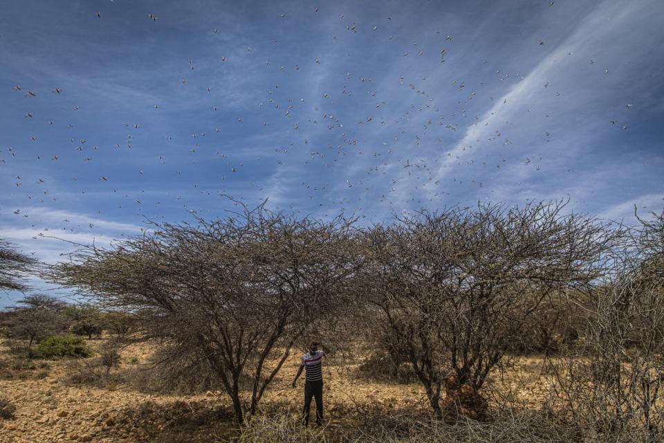 Somaliland Locusts Swanson (1 of 17).jpg