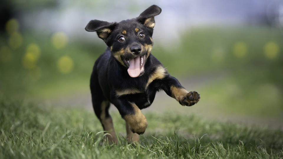 Puppy running on grass