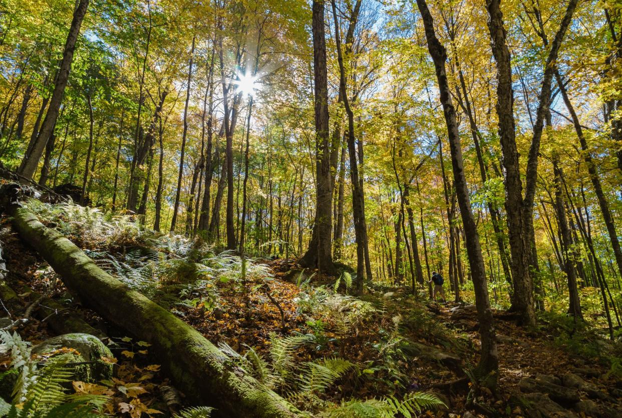 A hiker walks through the Green Mountain National Forest, Vermont, USA.