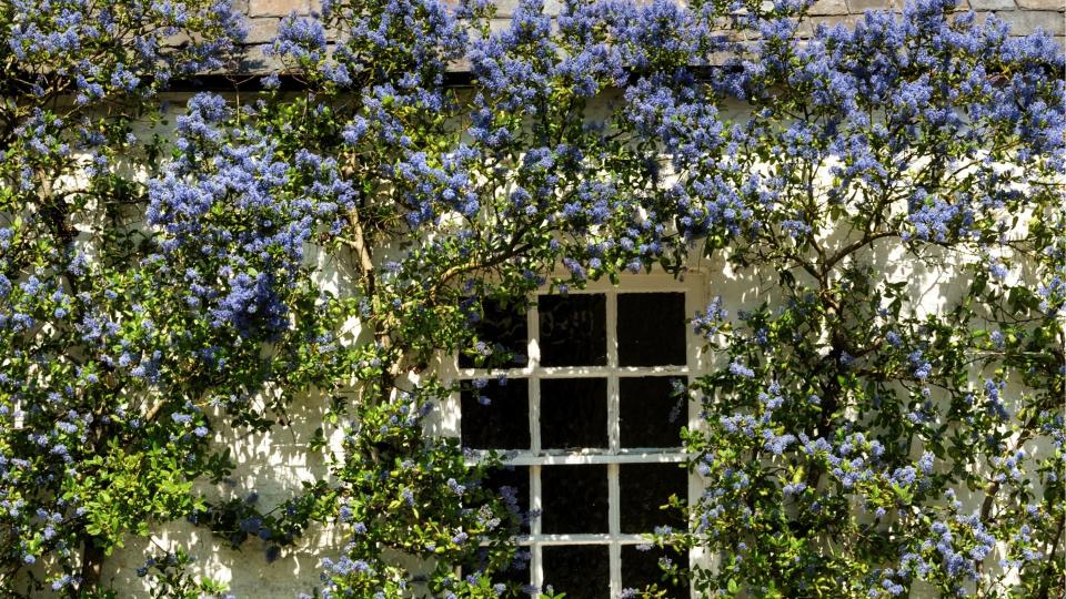 Ceanothus