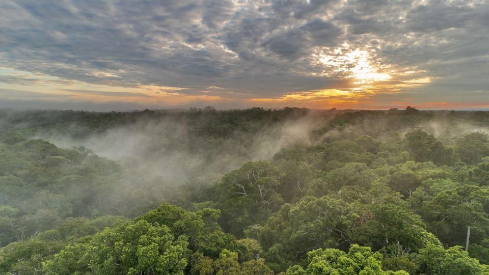 PHOTO: Recorders called 'guardians' are equipped with long-range capture technology and placed at the tops of tree canopies to record sounds for bioacoustics research. (Rainforest Connection)