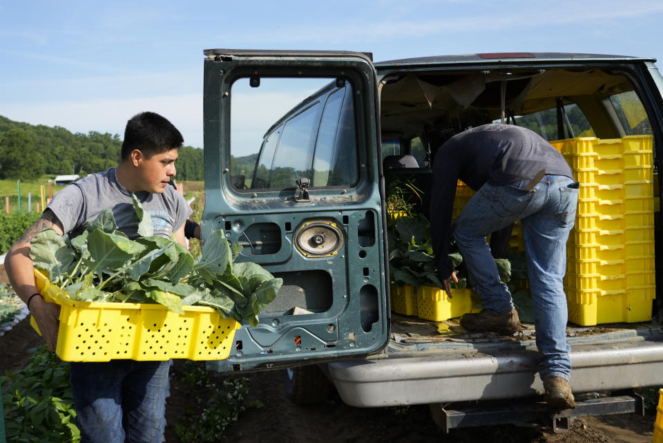 Brayan Manzano, left, hauls a bin of produce back to a van while working, Friday, July 7, 2023, at a farm in Waverly, Ohio. As Earth this week set and then repeatedly broke unofficial records for average global heat, it served as a reminder of a danger that climate change is making steadily worse for farmworkers and others who labor outside. (AP Photo/Joshua A. Bickel)