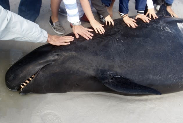 Volunteers help push back a beached pilot whale in Kommetjie, South Africa, on May 30, 2009. (Mike Hutchings / Reuters)