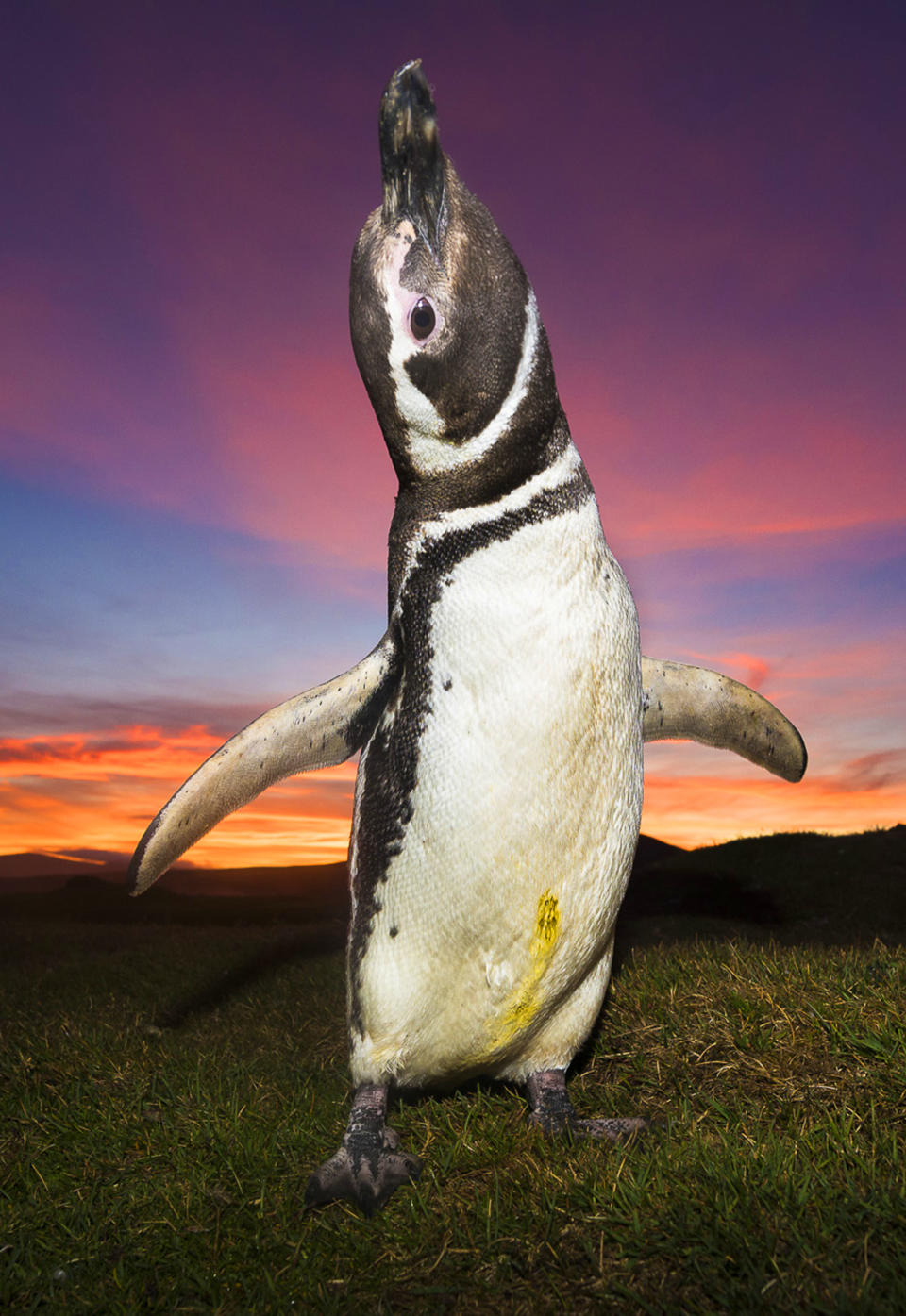 Breathtaking shots of king penguins marching in golden sunrise