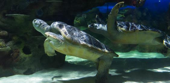 Lulu and Gulliver, Sea Life Brighton's resident turtles (Sea Life Brighton)