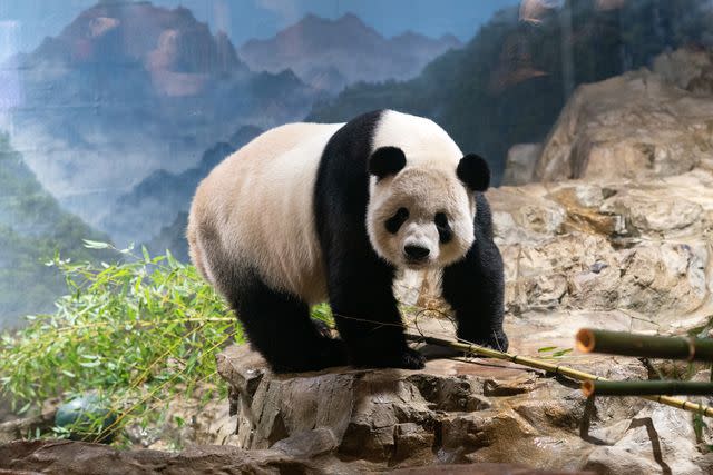 <p>Liu Jie/Xinhua via Getty</p> Tian Tian the giant panda at the National Zoo