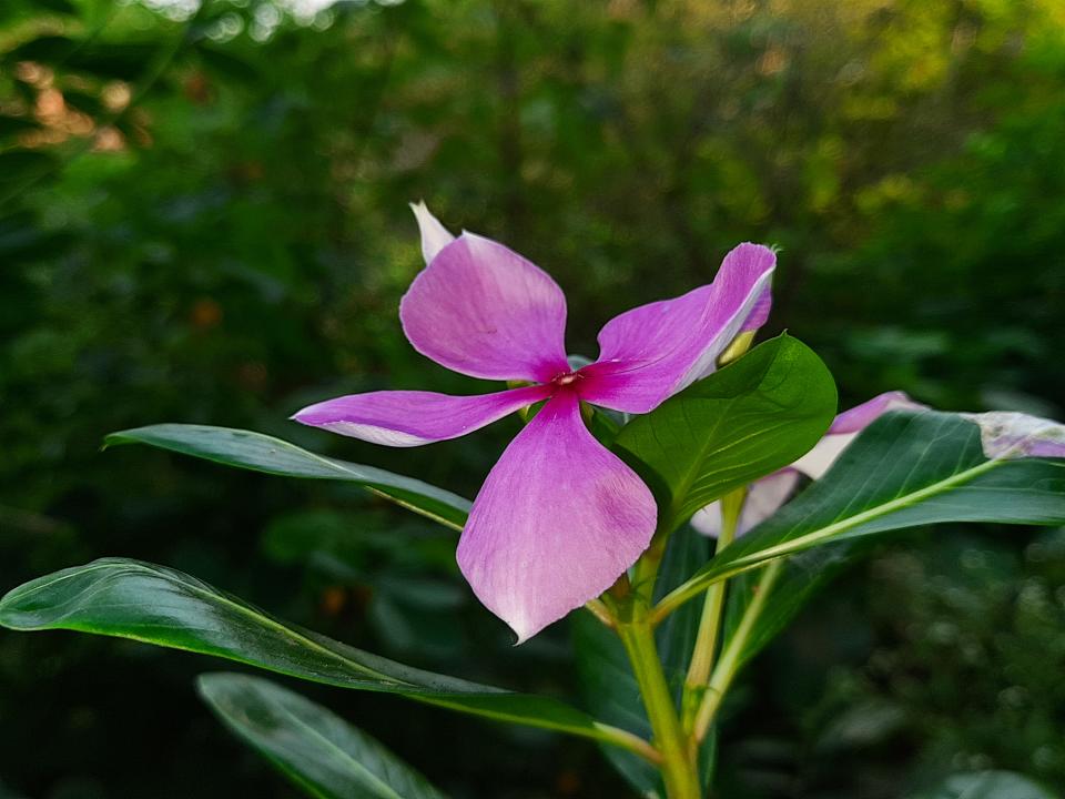 Sadabahar phool catharanthus roseus, commonly known as bright eyes, Cape periwinkle, graveyard plant, Madagascar periwinkle, old maid, pink periwinkle, rose periwinkle, is a species of flowering plant in the family Apocynaceae
