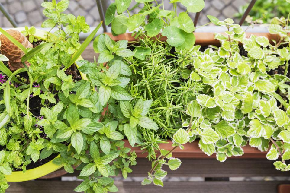 green herbs cultivated in balcony garden