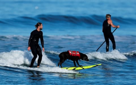 A surfer rides a wave with his dog in Del Mar, California. A referendum on splitting the state could happen as early as November - Credit: REUTERS/Mike Blake