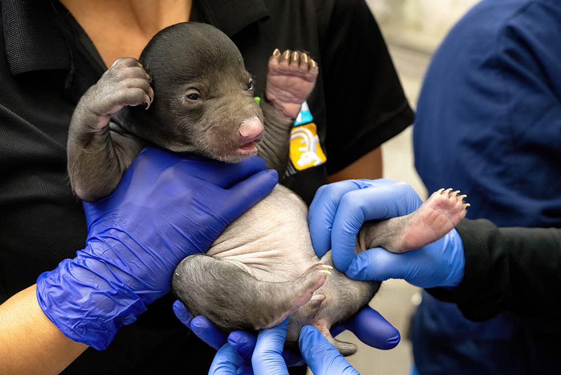 “Yippee! I’m here, I’m cute, and I have all my parts,” this sloth cub seems to be saying during its first neonatal exam after the new year at Zoo Miami exactly one month after its Dec. 4, 2023, birth.