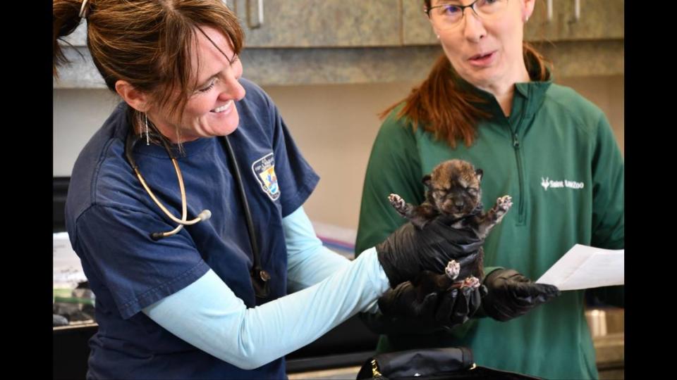 A Mexican wolf pup is given a health check before being loaded into a carrier and transported to the wild as part of annual Mexican wolf fostering efforts.