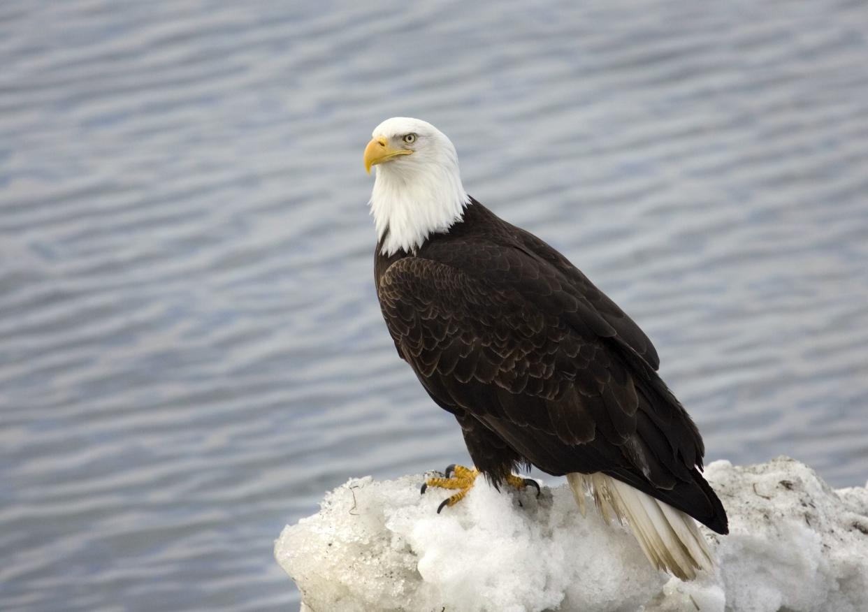 Bald Eagle standing on ice, Alaska