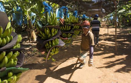 A man pulls banana clusters at the Tropical Nordeste S.A farm in Limoeiro do Norte, in Ceara state, January 16, 2015. REUTERS/Davi Pinheiro