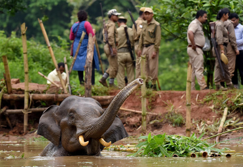 Forest officials try to rescue an injured elephant