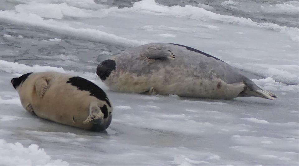 Pauline Carrier says she saw at least a thousand harp seal out her living room window on Tuesday.