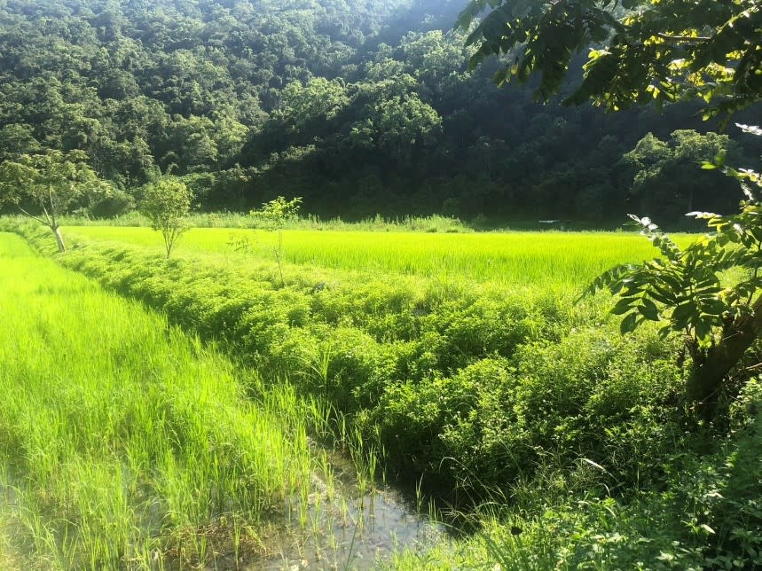 生態給付鼓勵農民維護農田生態多樣性。（圖：花蓮縣政府農業處提供）