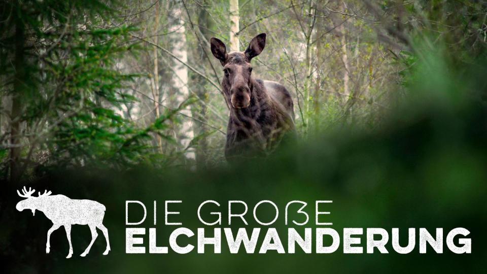 15 ferngesteuerte Kameras und zwei Kameraleute erforschen seit 2019 fürs schwedische Fernsehen das nordschwedische Ångermanland, wo die Tiere seit mehreren tausend Jahren auf Nahrungssuche in fruchtbarere Regionen wandern. Nun ist das Programm unter dem Titel "Die große Elchwanderung" auch im Programm von RTL+ und GEO Television gelandet.  (Bild: RTL / Anders Strömquist)