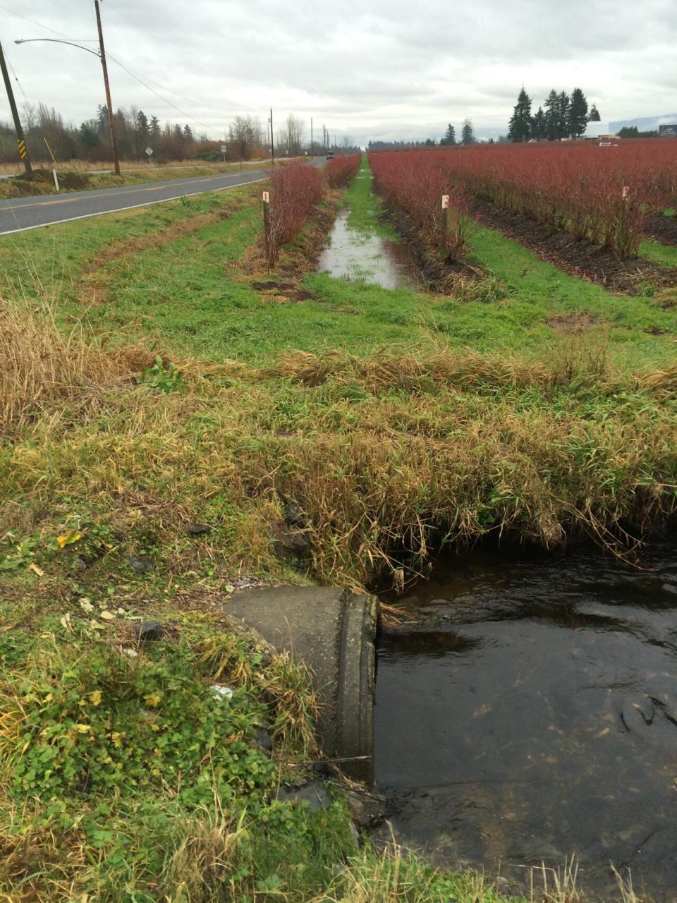 Pictured is one of the sampling sites at Pepin Creek, located in WA near the Canadian border. 