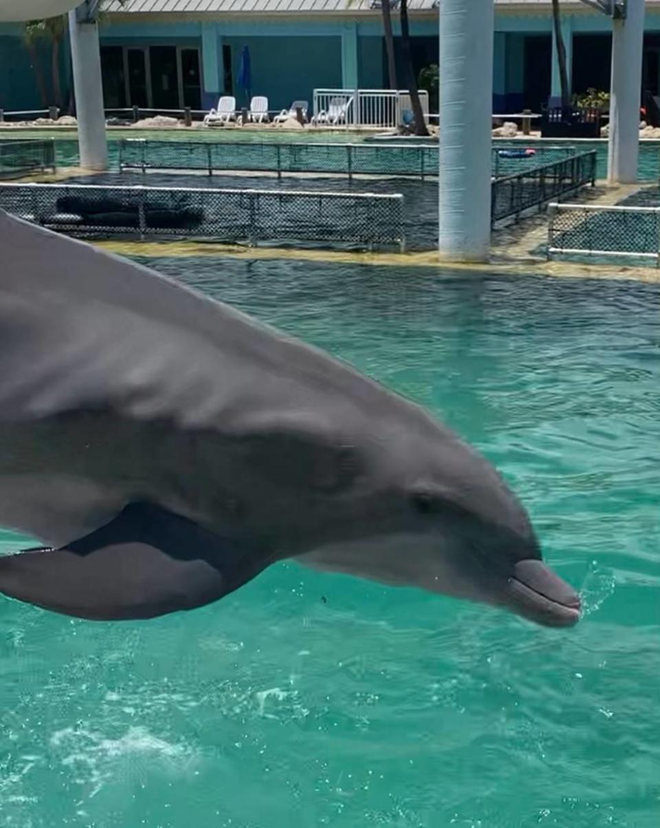 Bimini, un delfín mular de 24 años del Miami Seaquarium, resultó gravemente herido con cuatro costillas rotas tras un presunto ataque por parte de dos delfines, según un informe federal de 2021.