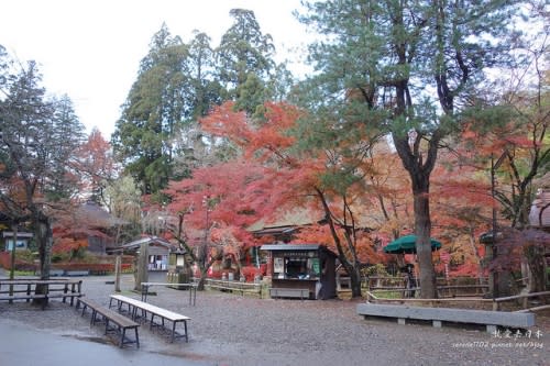 【右上就愛日本旅遊】【日本東北-岩手】東北賞楓疾行（D8-3）中尊寺金色