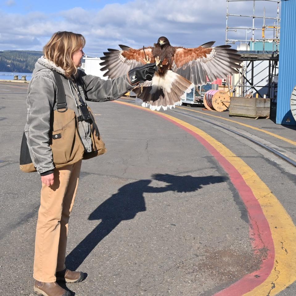Gretchen Albrecht handles a Harris’s hawk on the Delta pier at Trident Refit Facility Bangor.